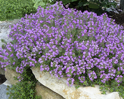 Herb Creeping Lemon Thyme 9cm – Nicholas Alexander Home & Garden