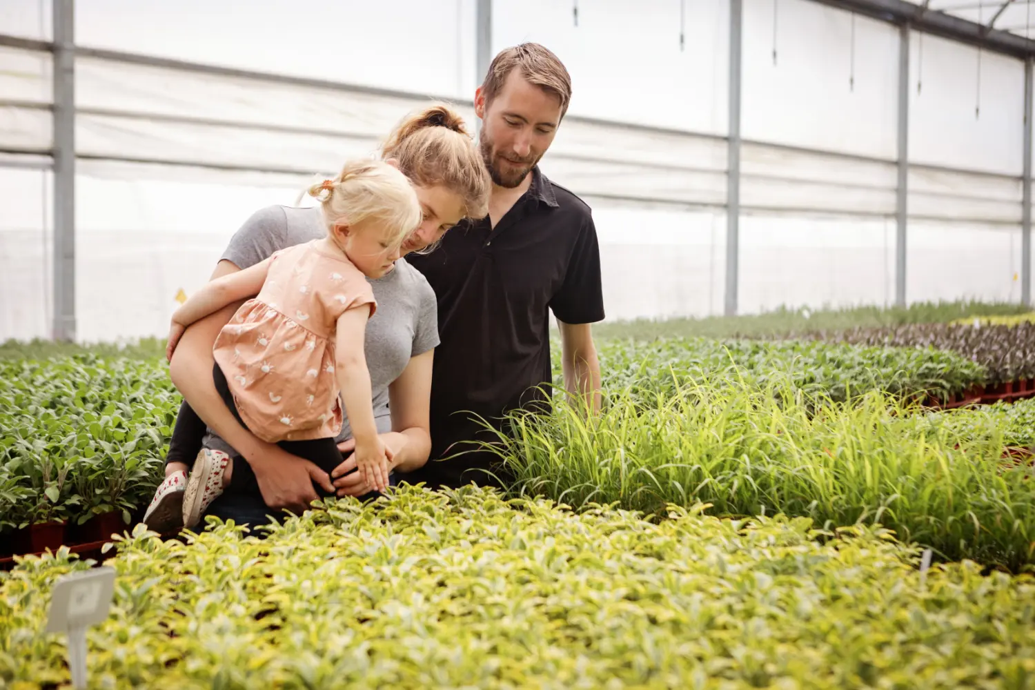 Chilliwack Greenhouse, Fragro Plants, Wholesale Herbs