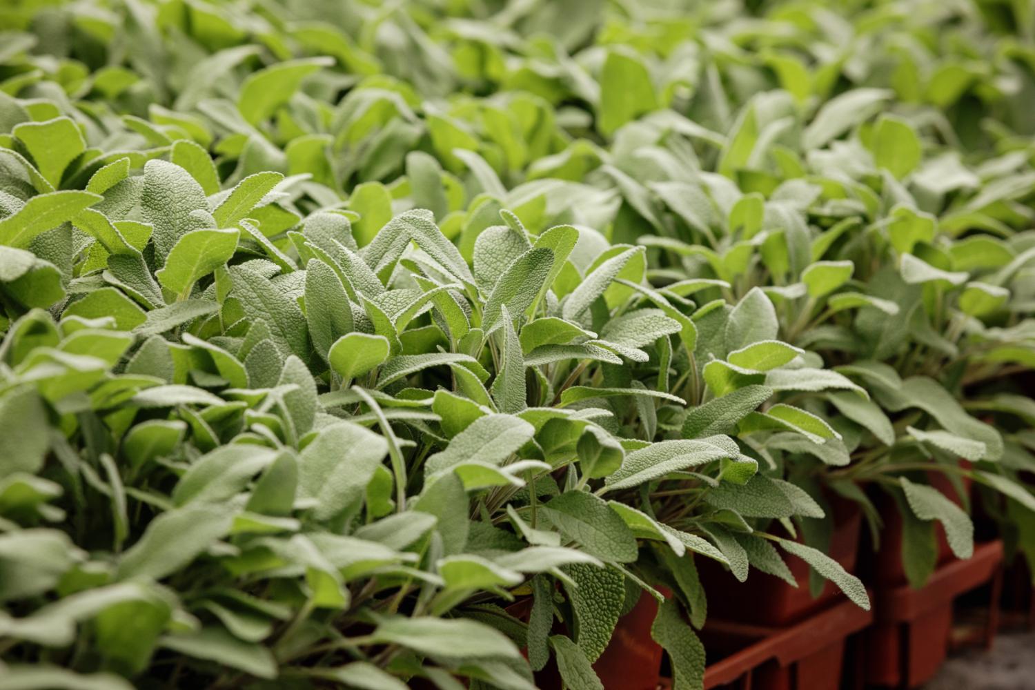 Chilliwack Wholesale Herbs - Fragro Plants