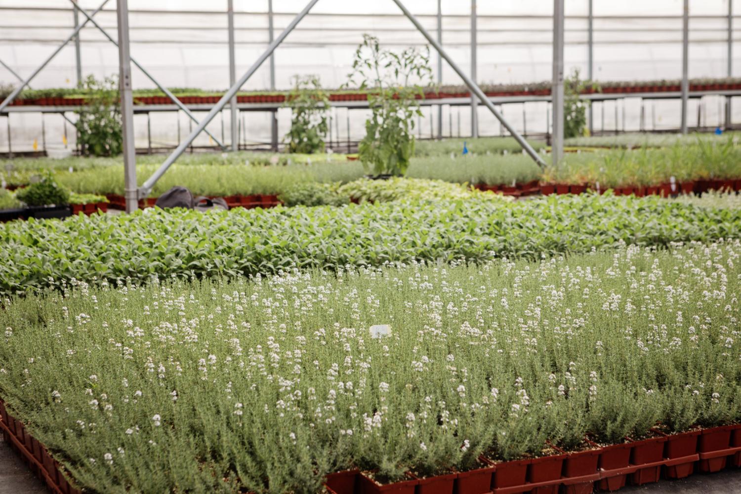 Chilliwack Wholesale Herbs - Fragro Plants