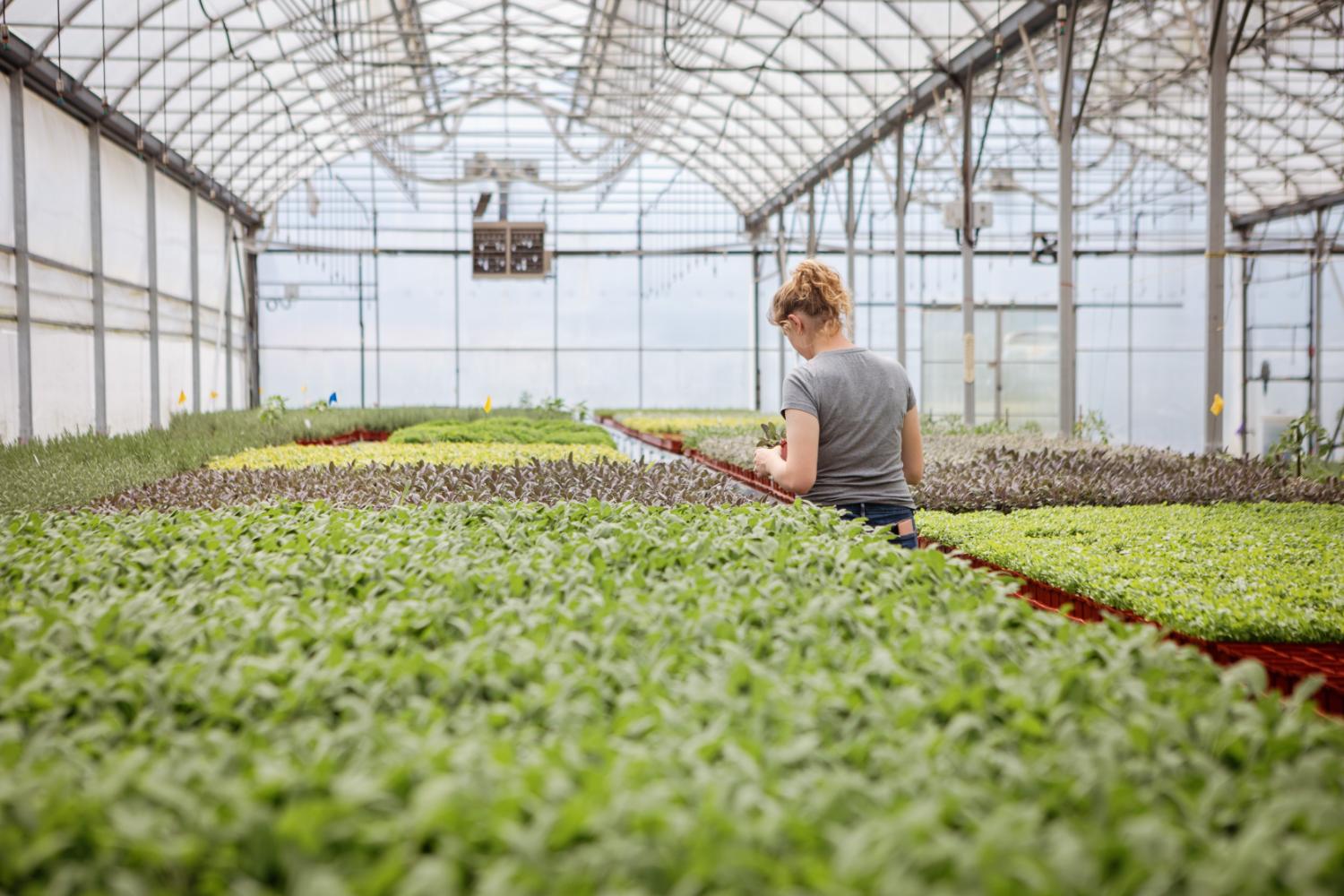 Chilliwack Wholesale Herbs - Fragro Plants