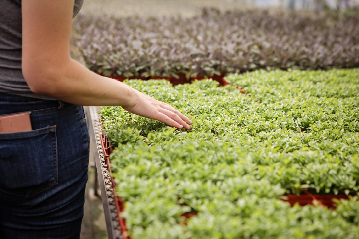 Chilliwack Wholesale Herbs - Fragro Plants