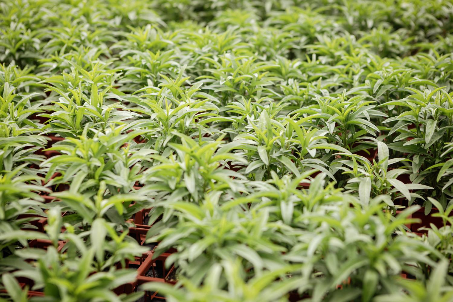 Chilliwack Wholesale Herbs - Fragro Plants