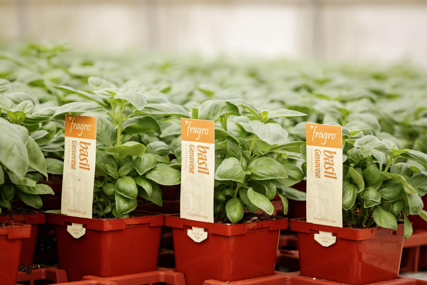 Chilliwack Wholesale Herbs - Fragro Plants