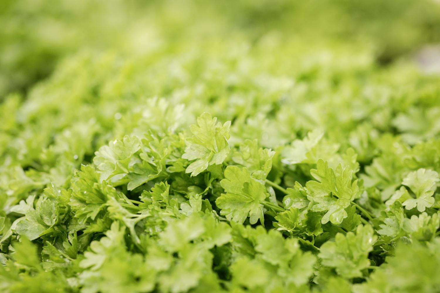 Chilliwack Wholesale Herbs - Fragro Plants