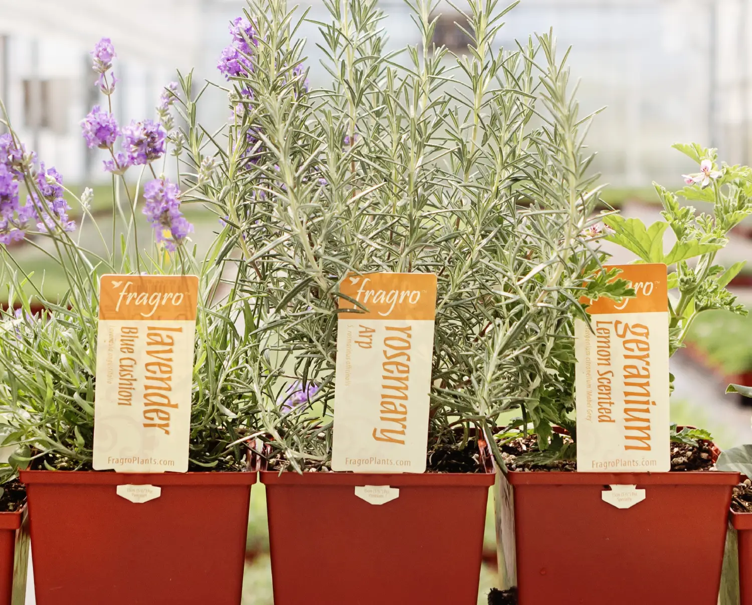 Chilliwack Wholesale Herbs - Fragro Plants