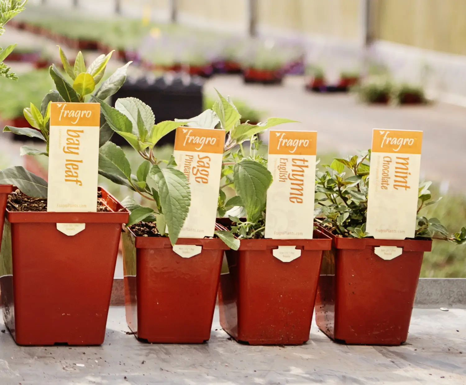 Chilliwack Wholesale Herbs - Fragro Plants